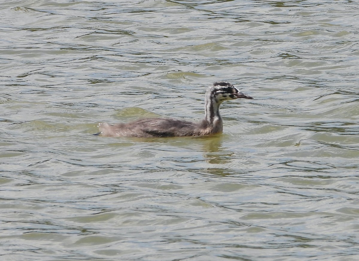 Great Crested Grebe - ML620853642