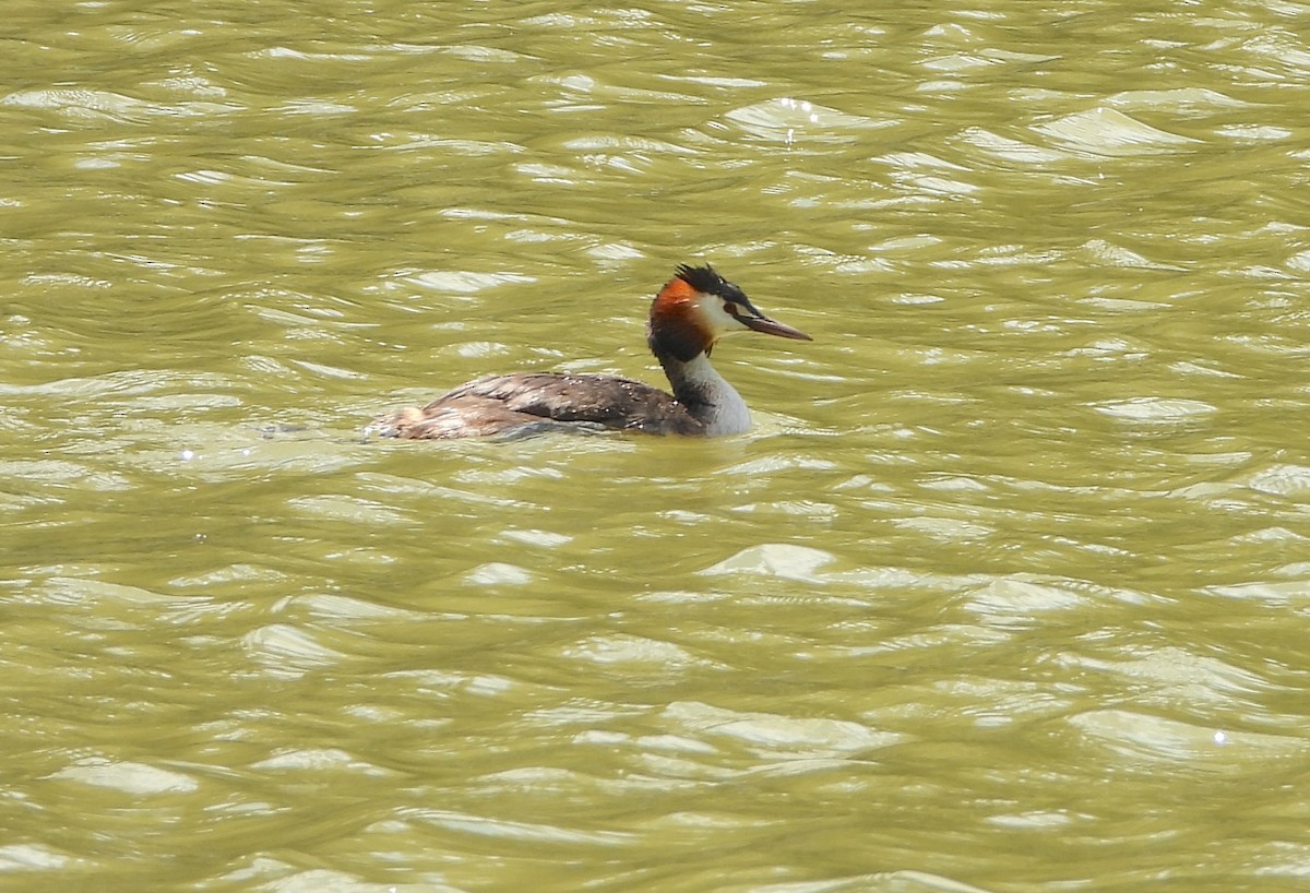 Great Crested Grebe - ML620853643