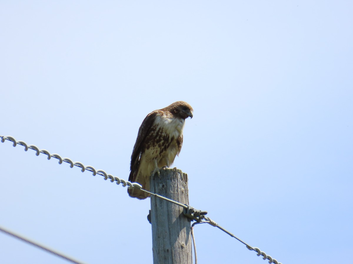Red-tailed Hawk - ML620853644