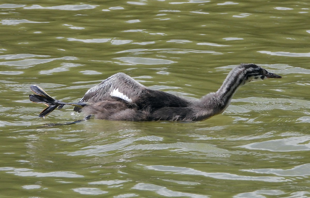 Great Crested Grebe - ML620853650