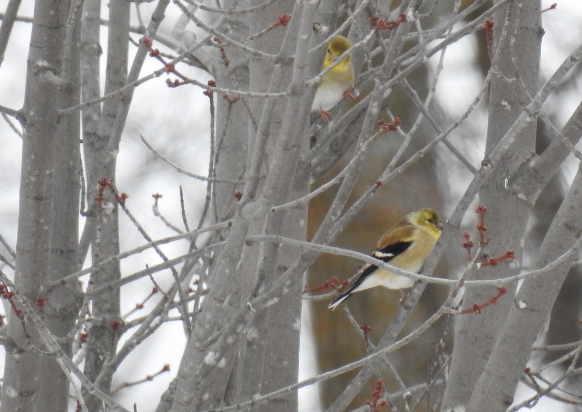 American Goldfinch - Bev Moses