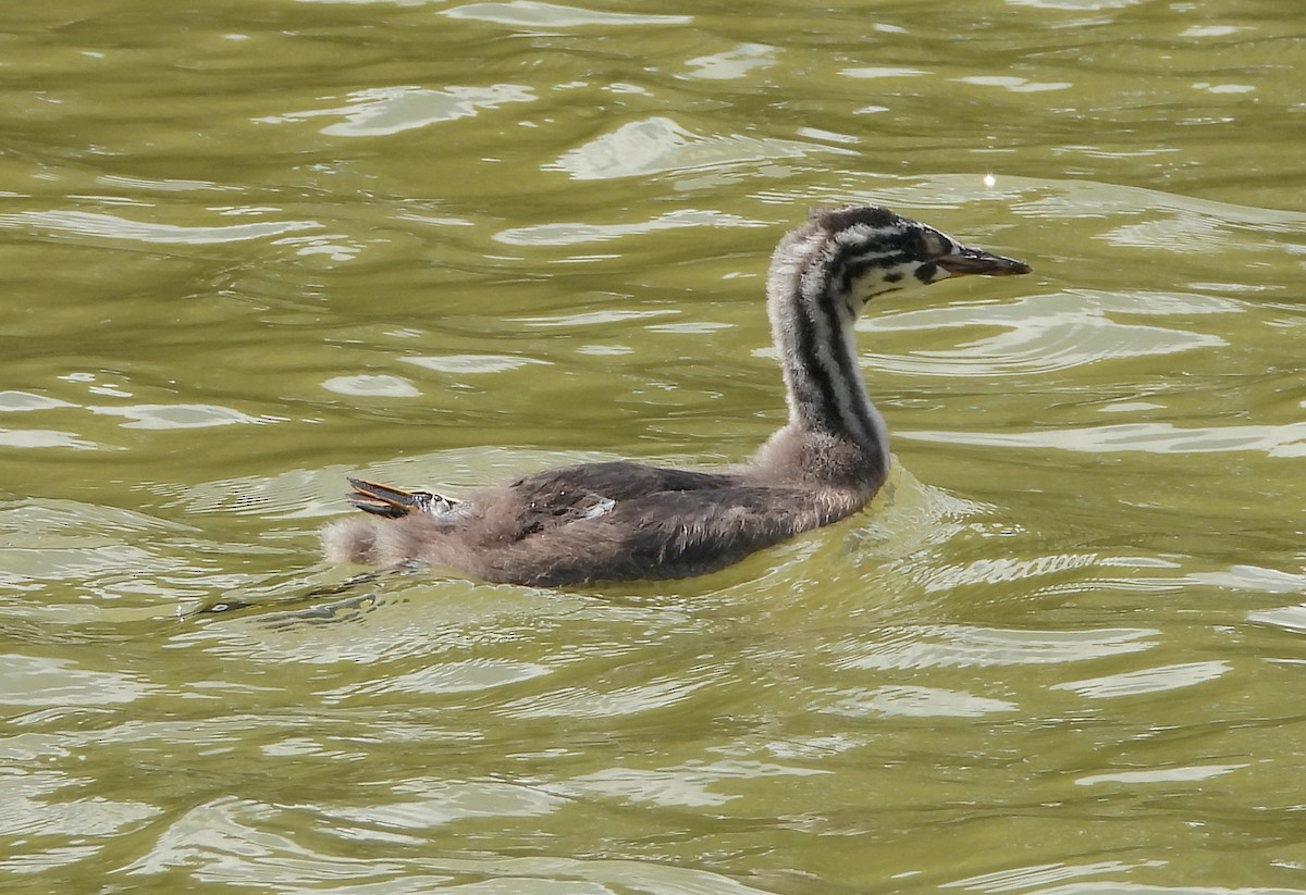 Great Crested Grebe - ML620853652