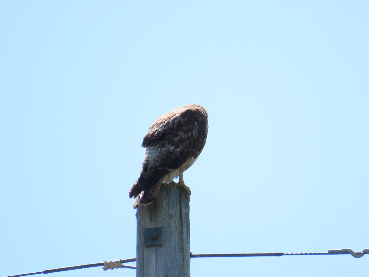 Red-tailed Hawk - ML620853654