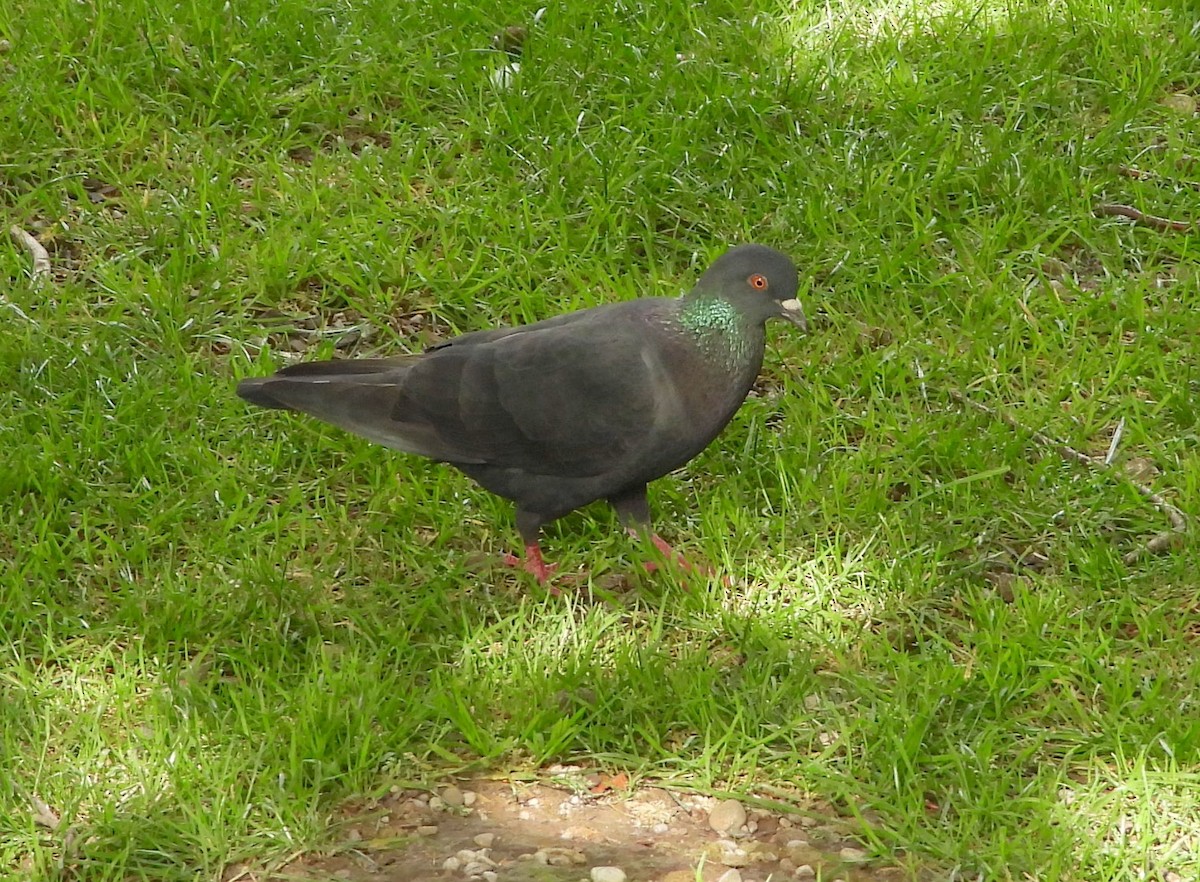 Rock Pigeon (Feral Pigeon) - ML620853657