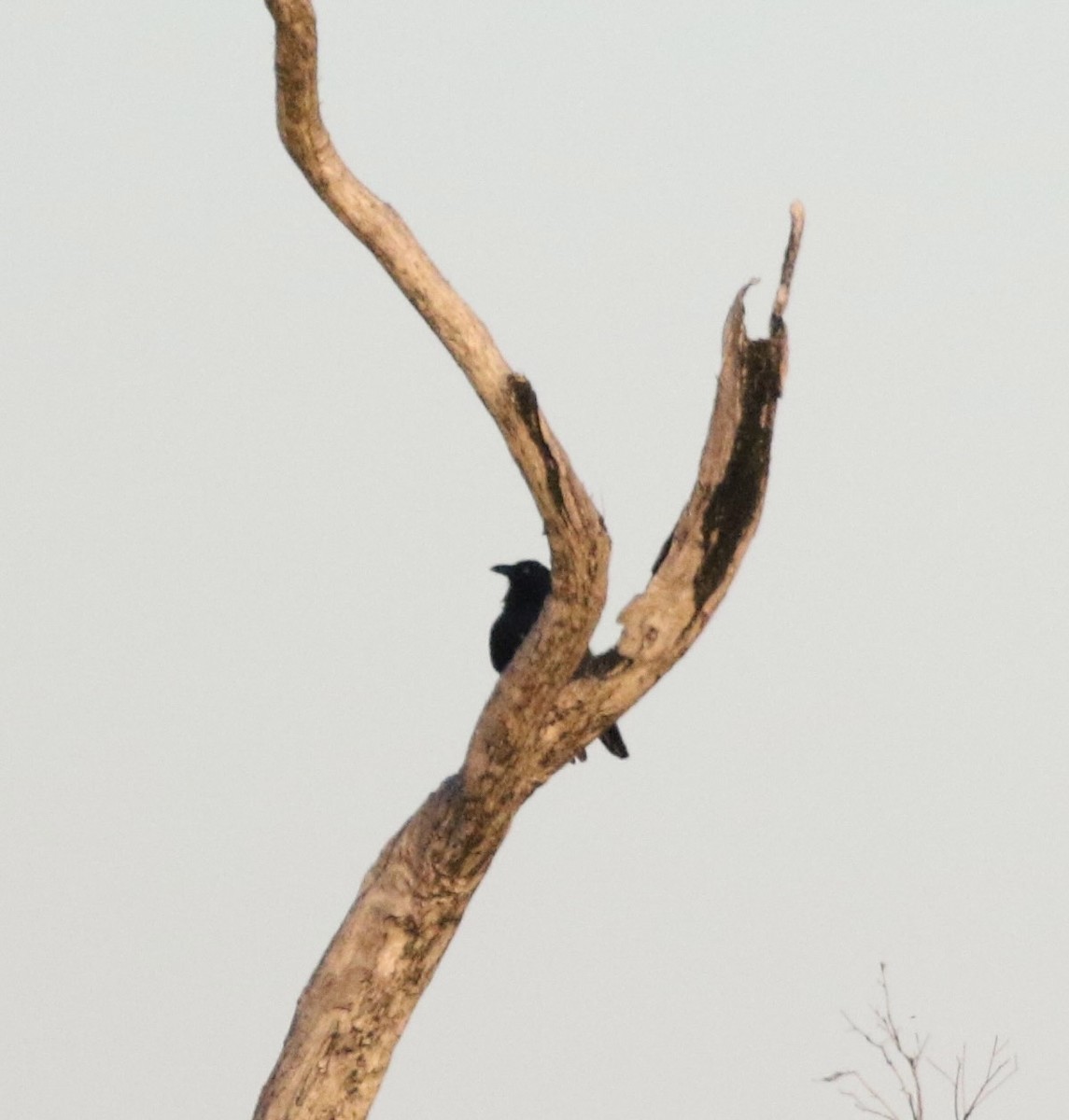 Forest Raven - ML620853664