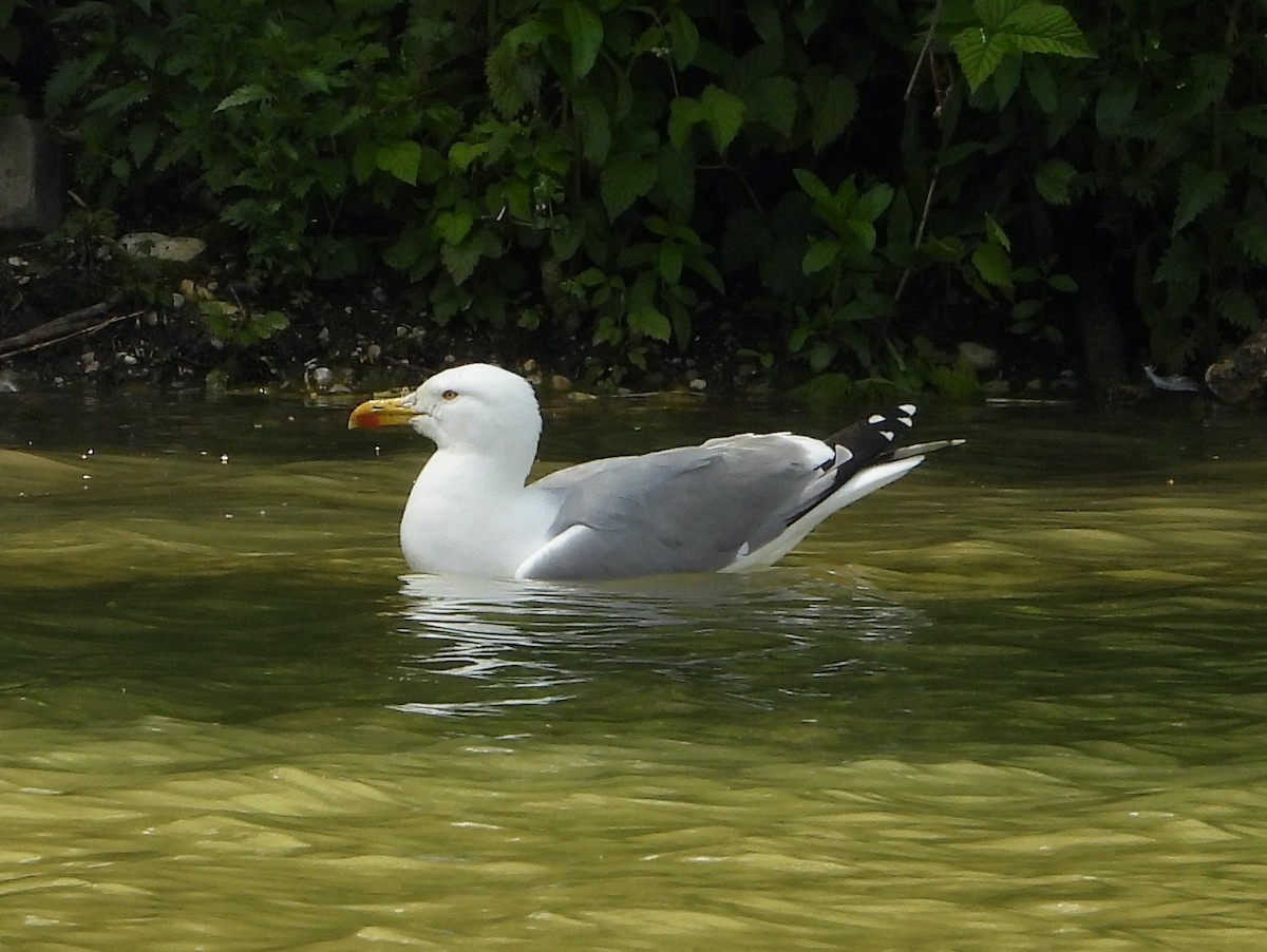 Yellow-legged Gull - ML620853667