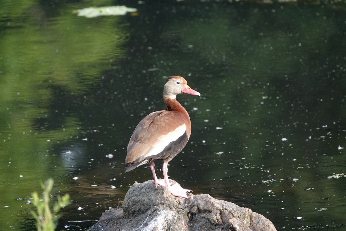 Black-bellied Whistling-Duck - Sue D