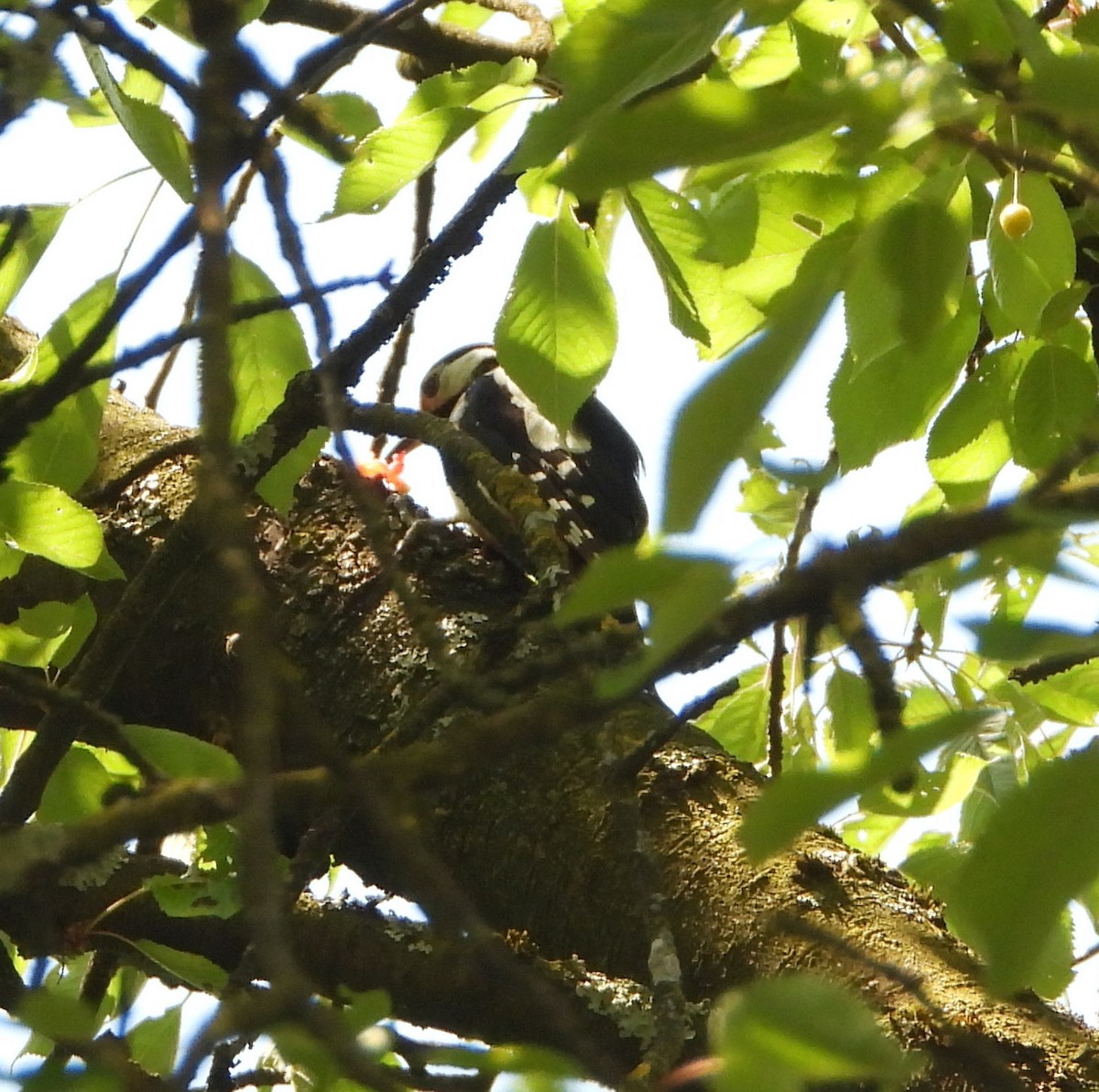 Great Spotted Woodpecker - ML620853672