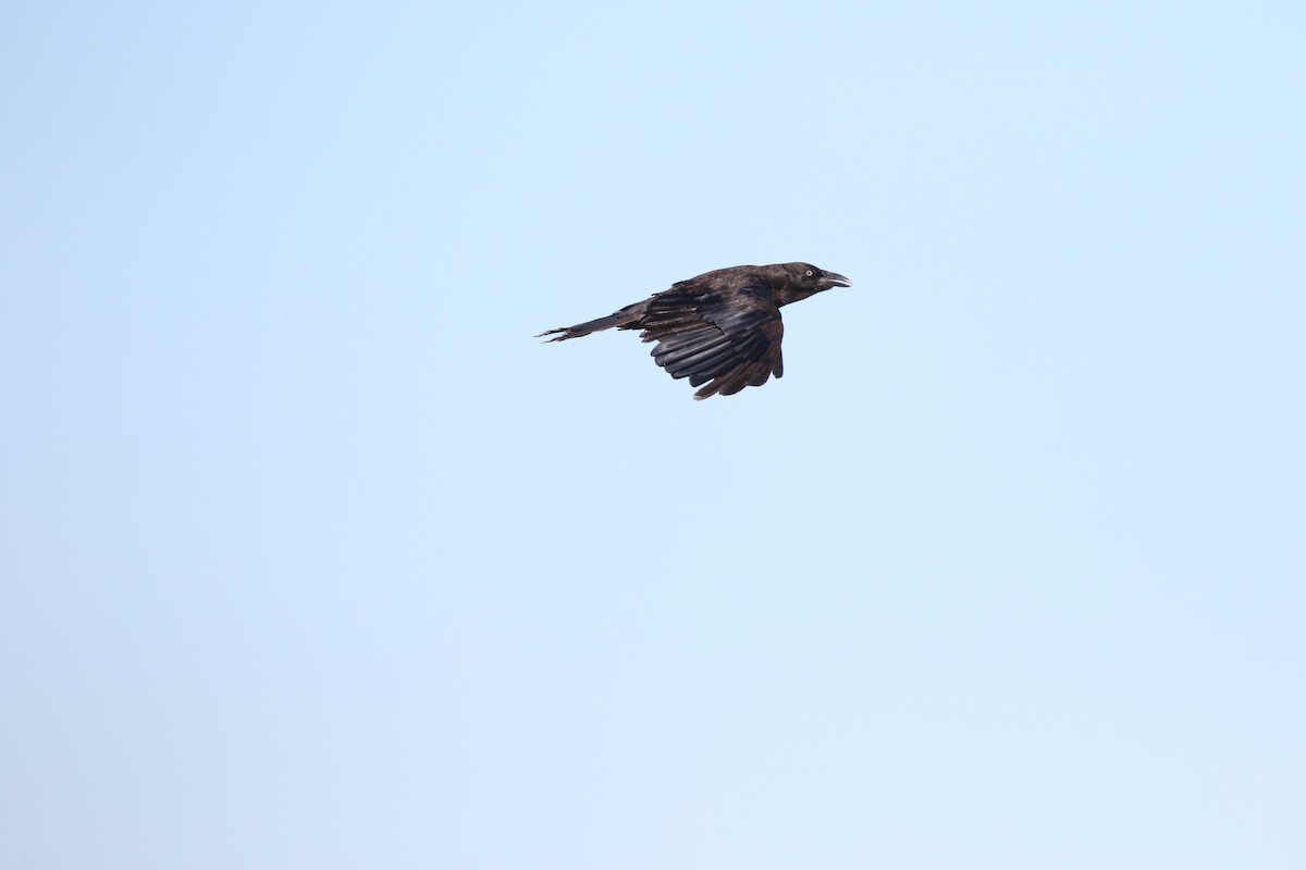 Cuervo de Tasmania - ML620853679