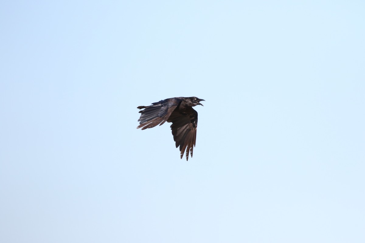 Cuervo de Tasmania - ML620853680