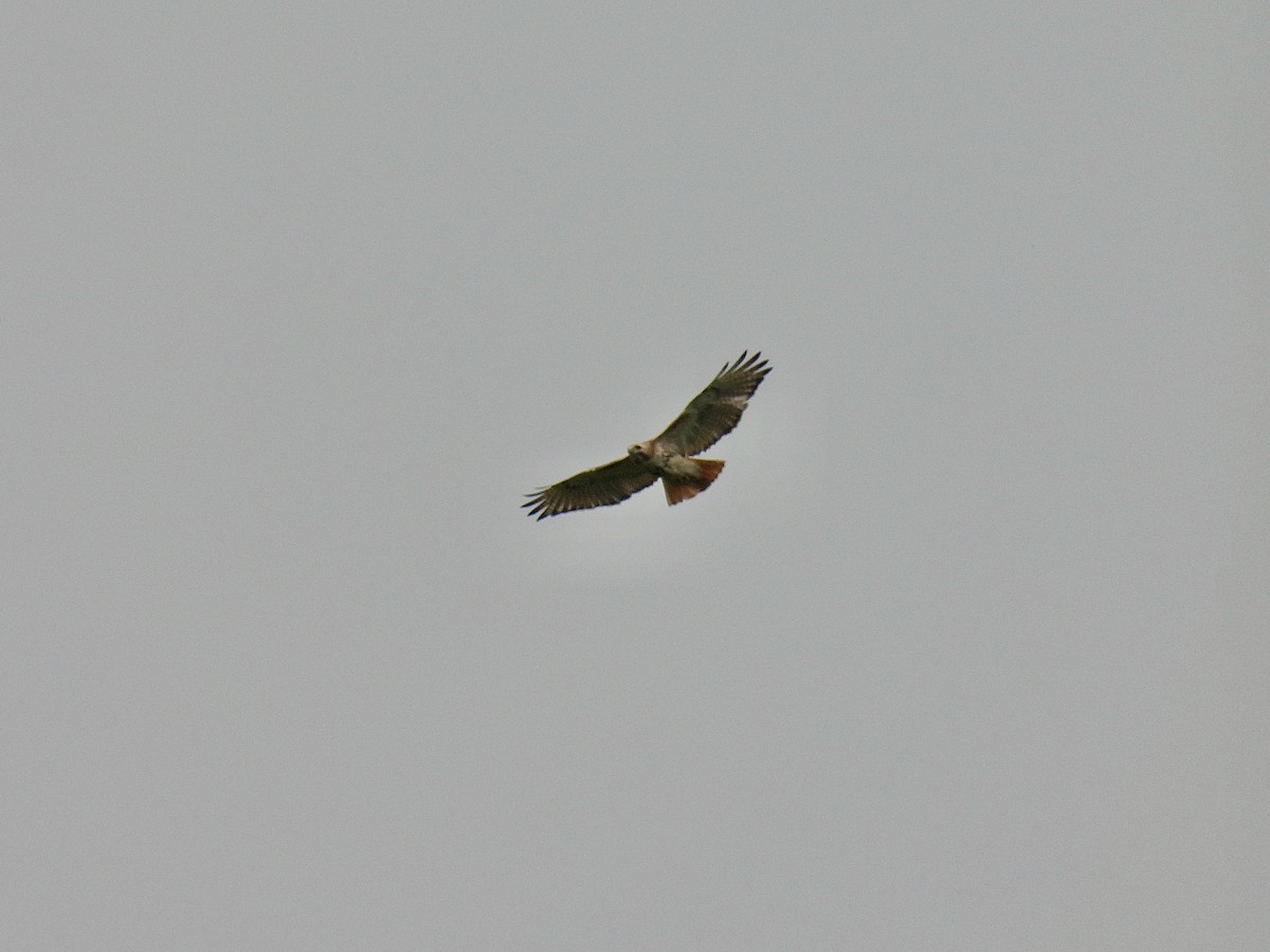 Red-tailed Hawk (borealis) - ML620853688