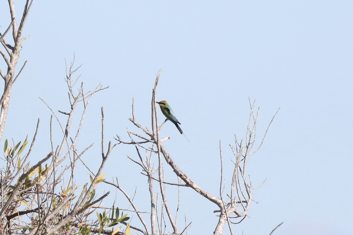 Rainbow Bee-eater - ML620853696