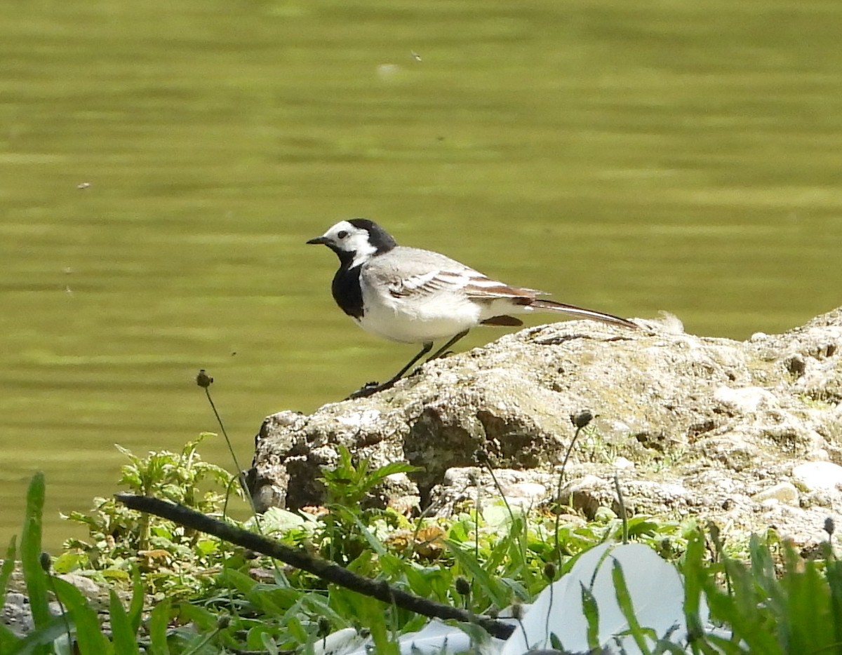 White Wagtail - Scott Sneed