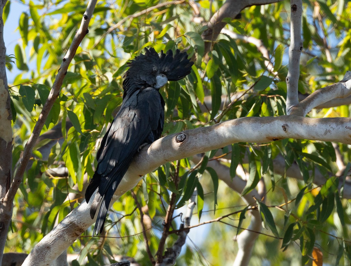 Red-tailed Black-Cockatoo - ML620853699