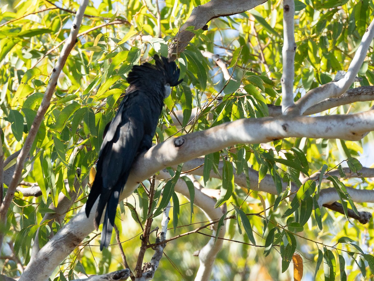 Red-tailed Black-Cockatoo - ML620853700