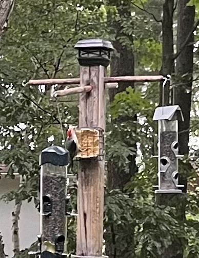Red-bellied Woodpecker - Edith Lafond