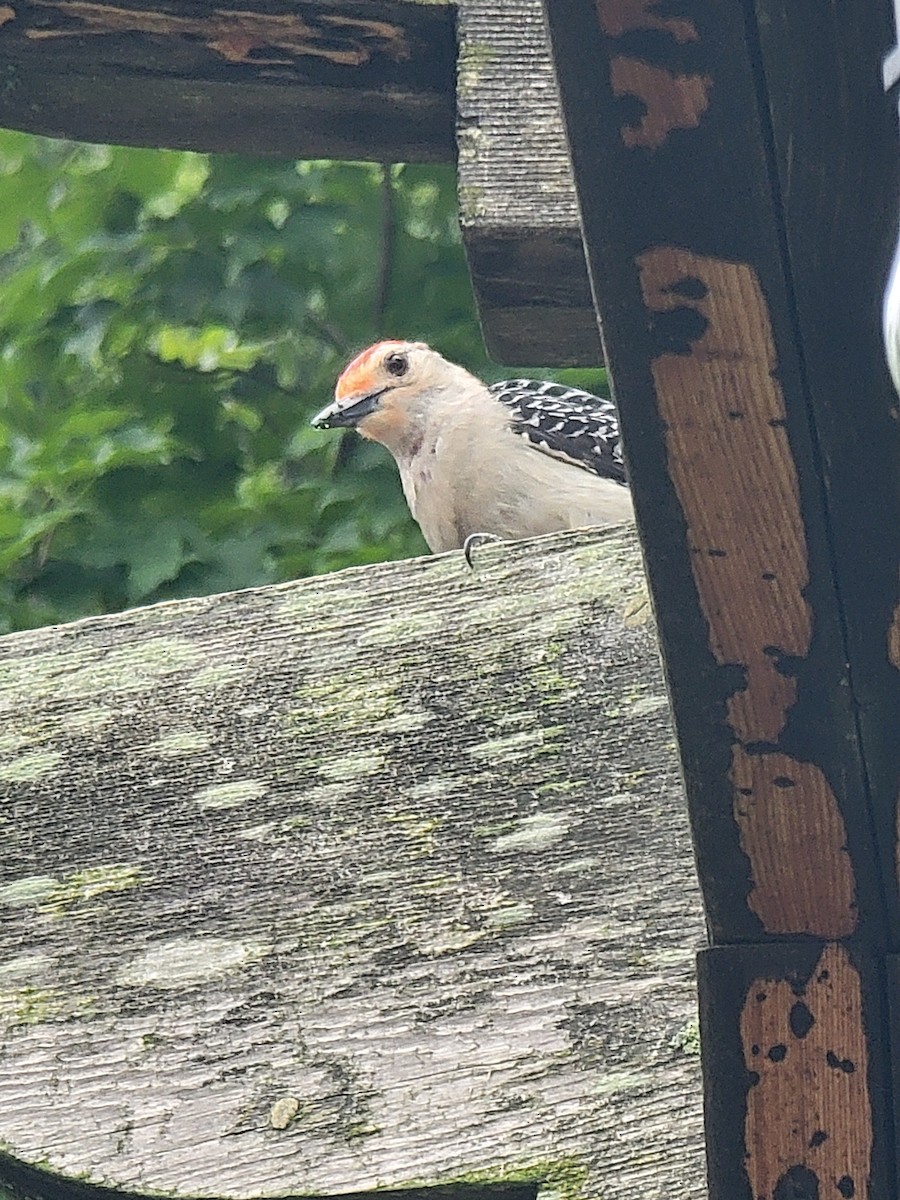 Red-bellied Woodpecker - ML620853707