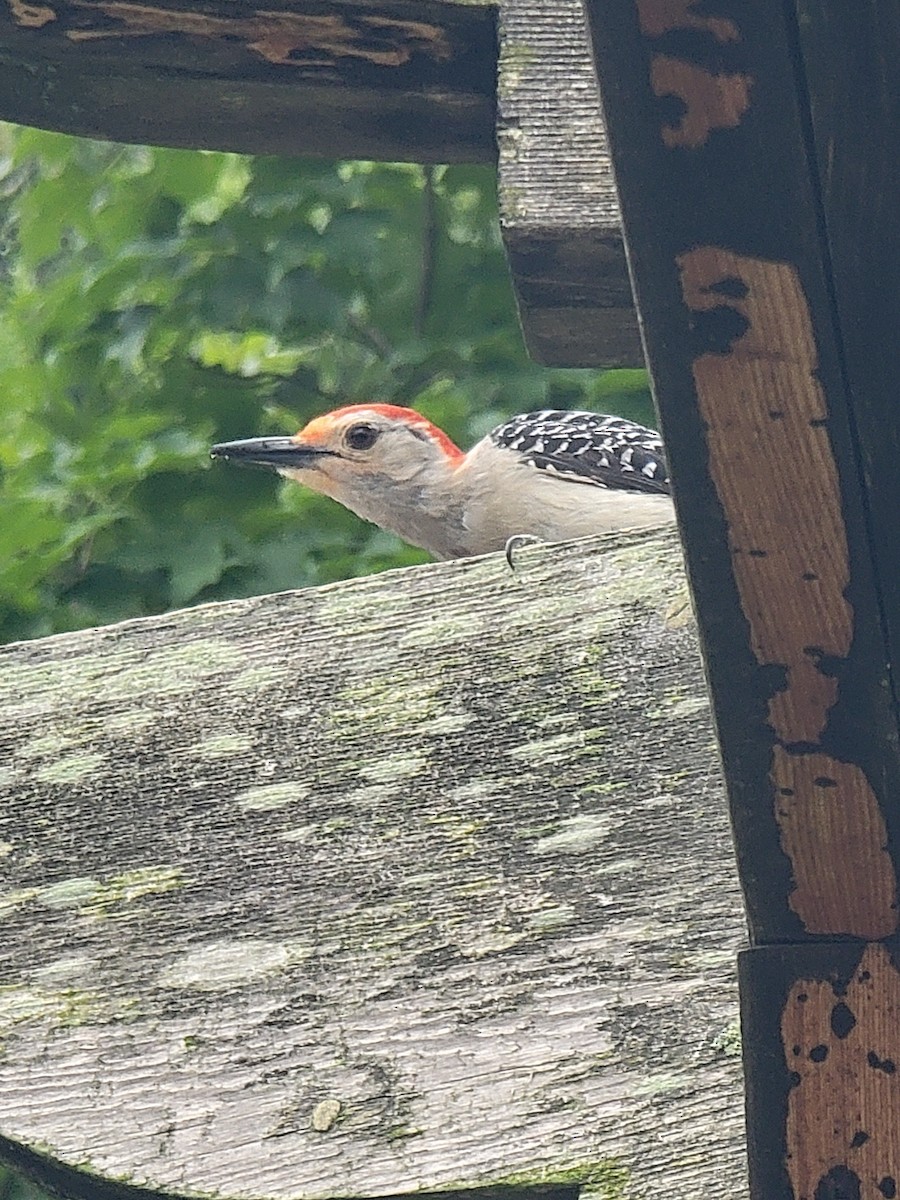 Red-bellied Woodpecker - ML620853708