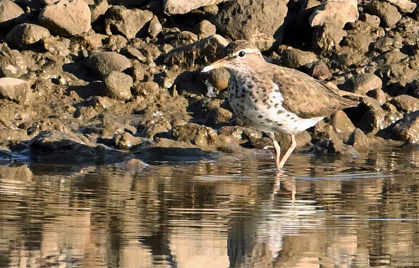 Spotted Sandpiper - Wayne Oakes