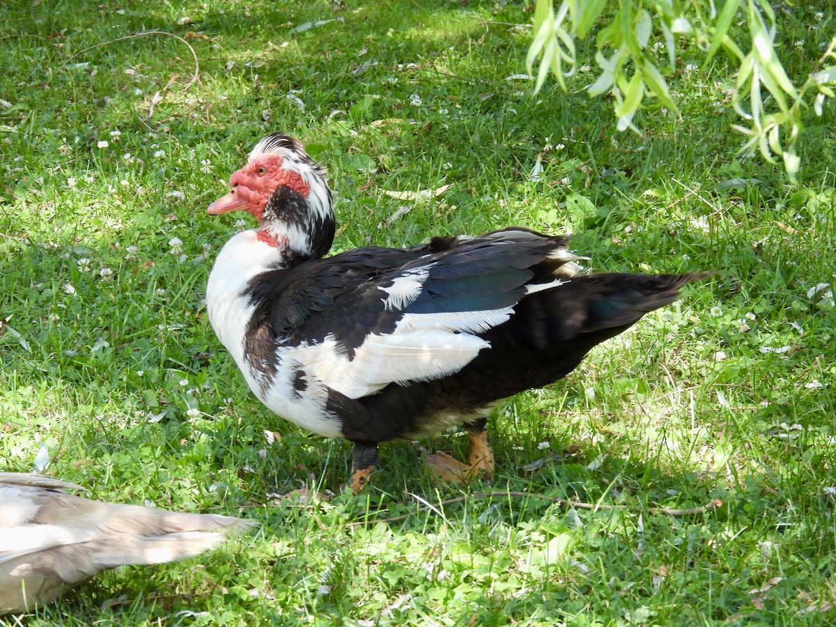 Muscovy Duck (Domestic type) - ML620853762