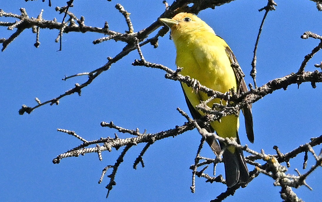 Western Tanager - ML620853783