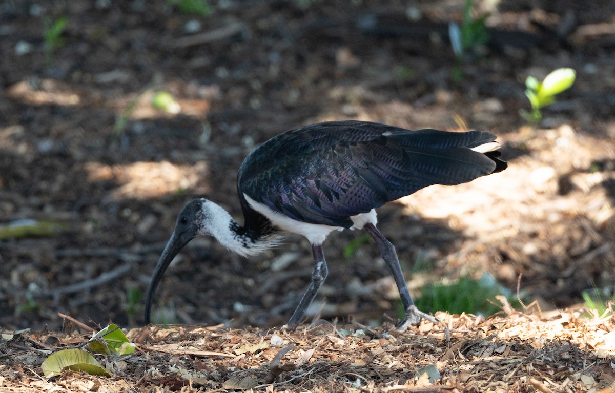 ibis slámokrký - ML620853847