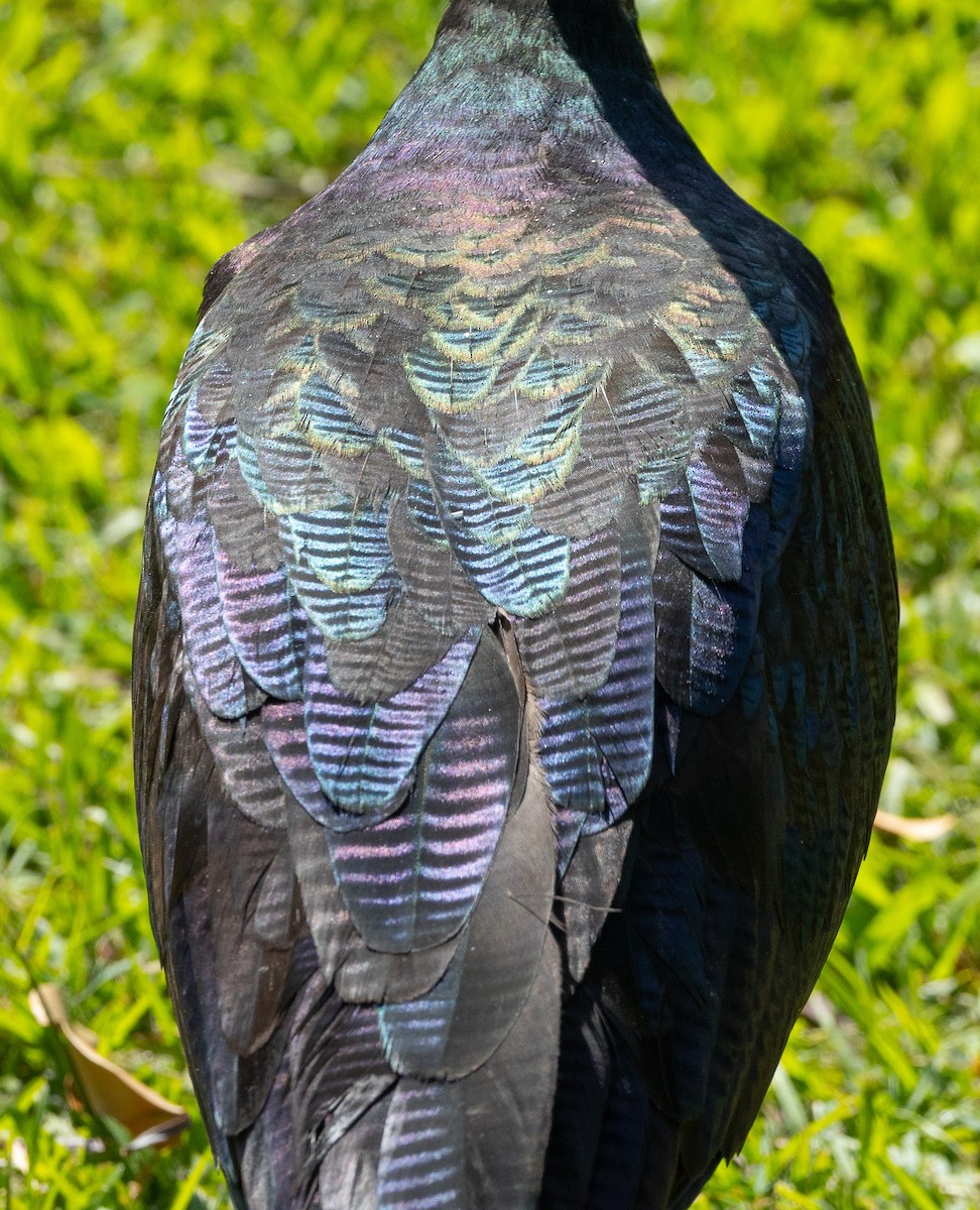 ibis slámokrký - ML620853848