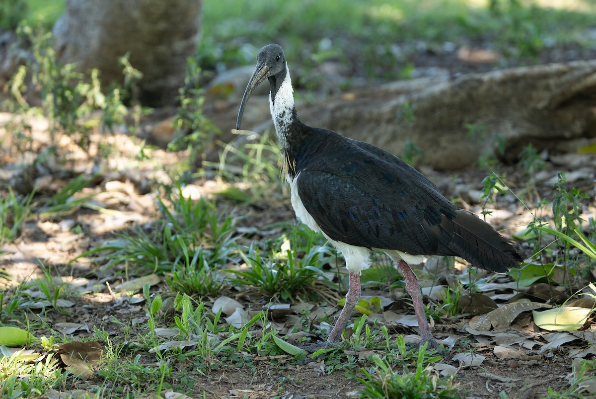 ibis slámokrký - ML620853849