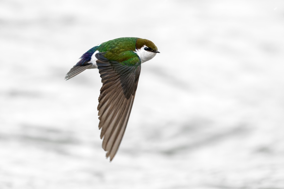 Violet-green Swallow - ML620853854