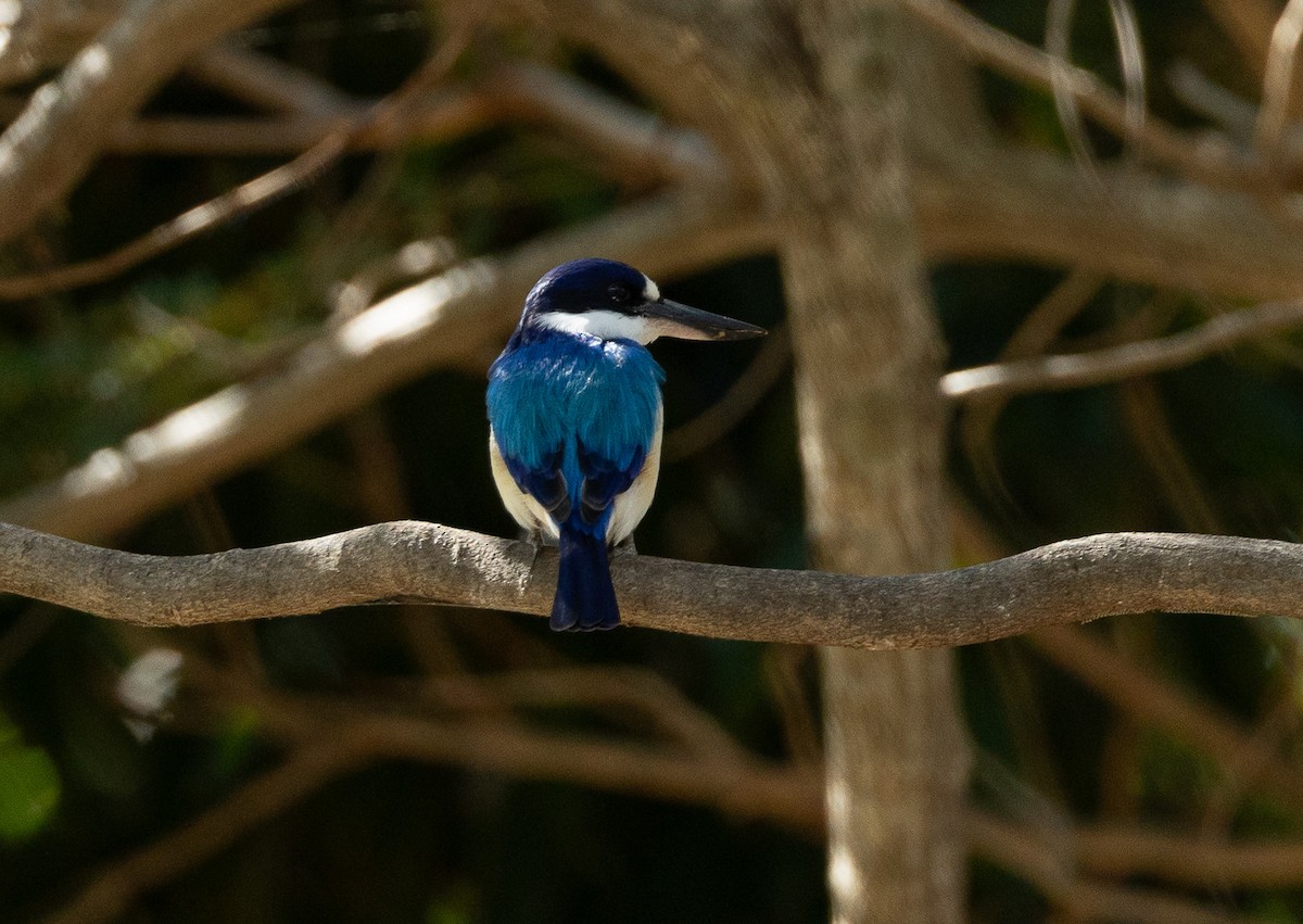 Forest Kingfisher - ML620853861