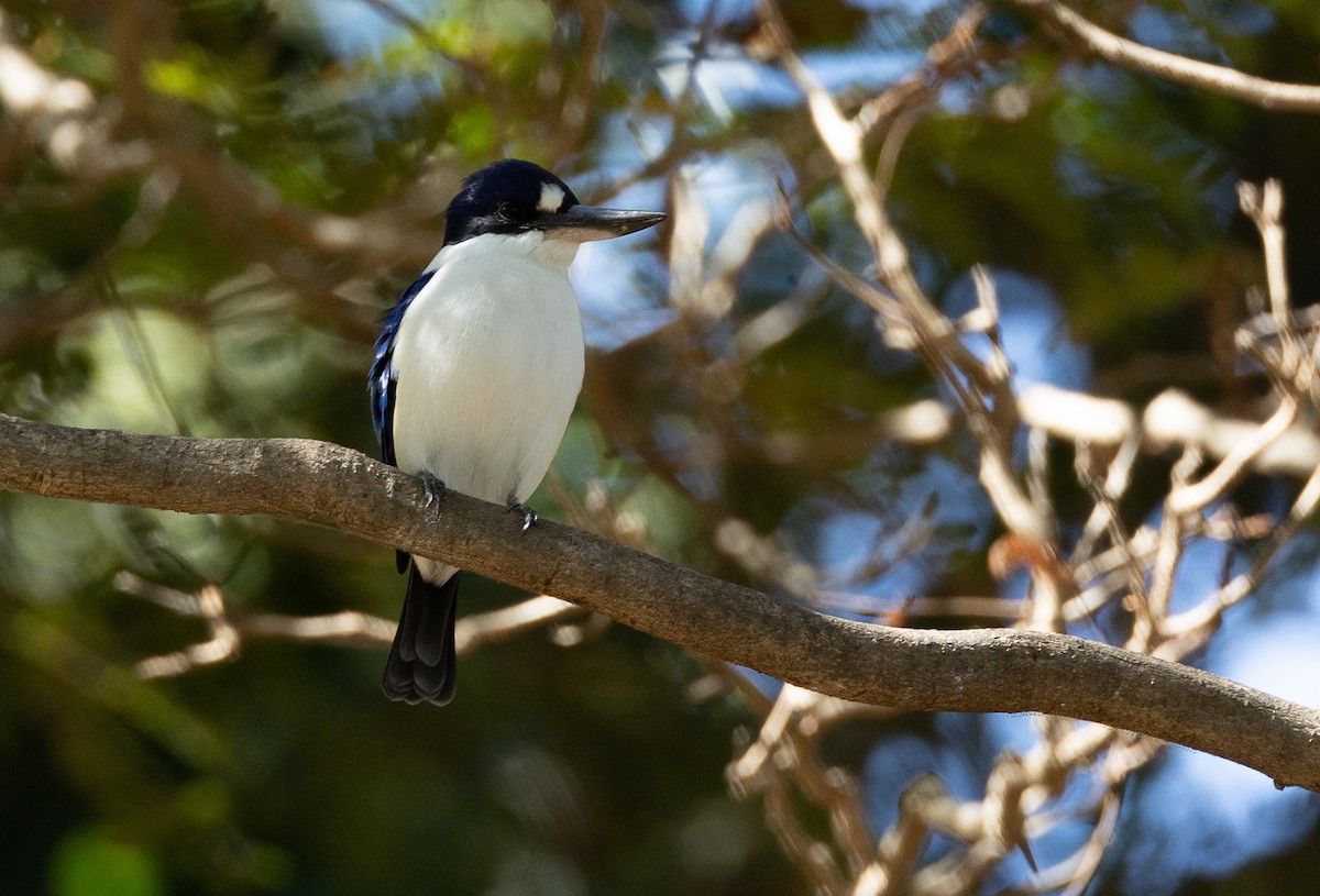 Forest Kingfisher - ML620853862