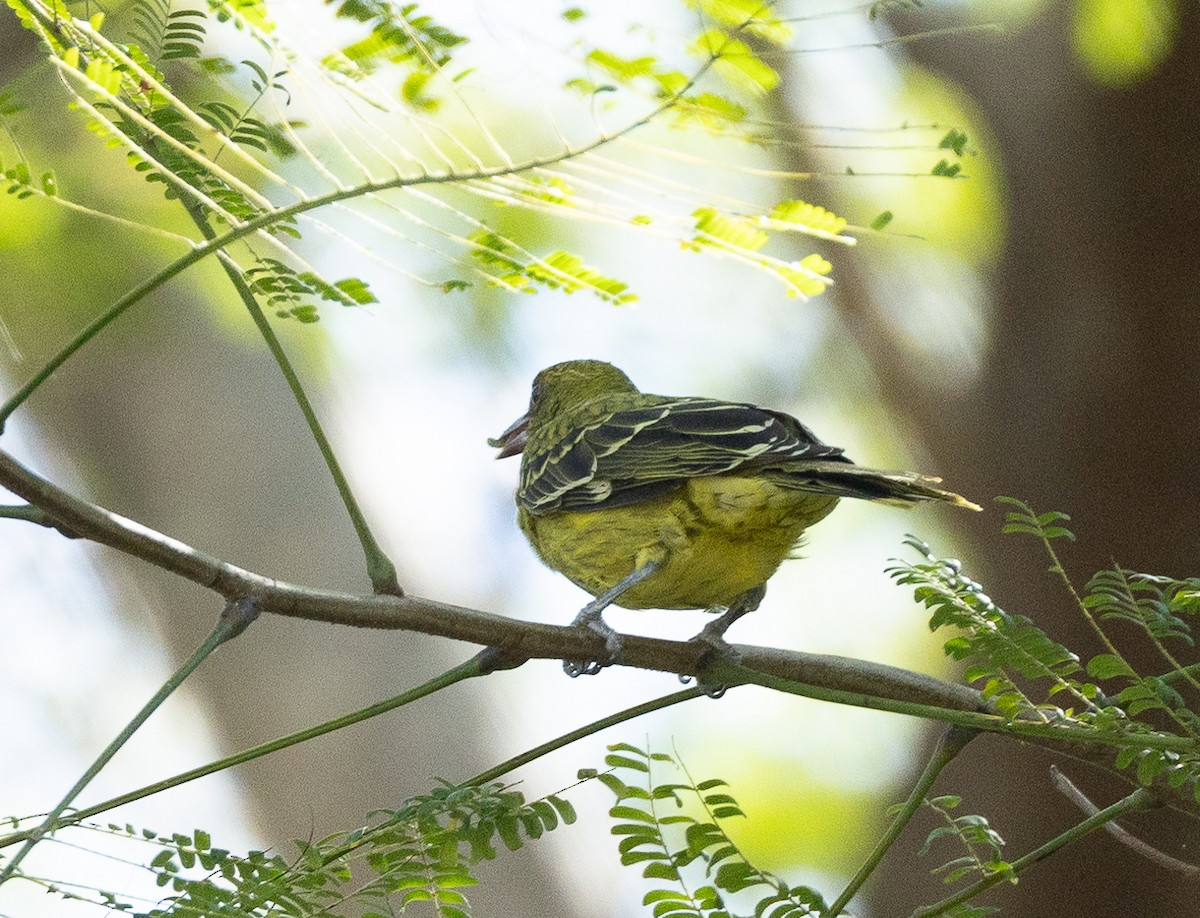 Green Oriole - ML620853876