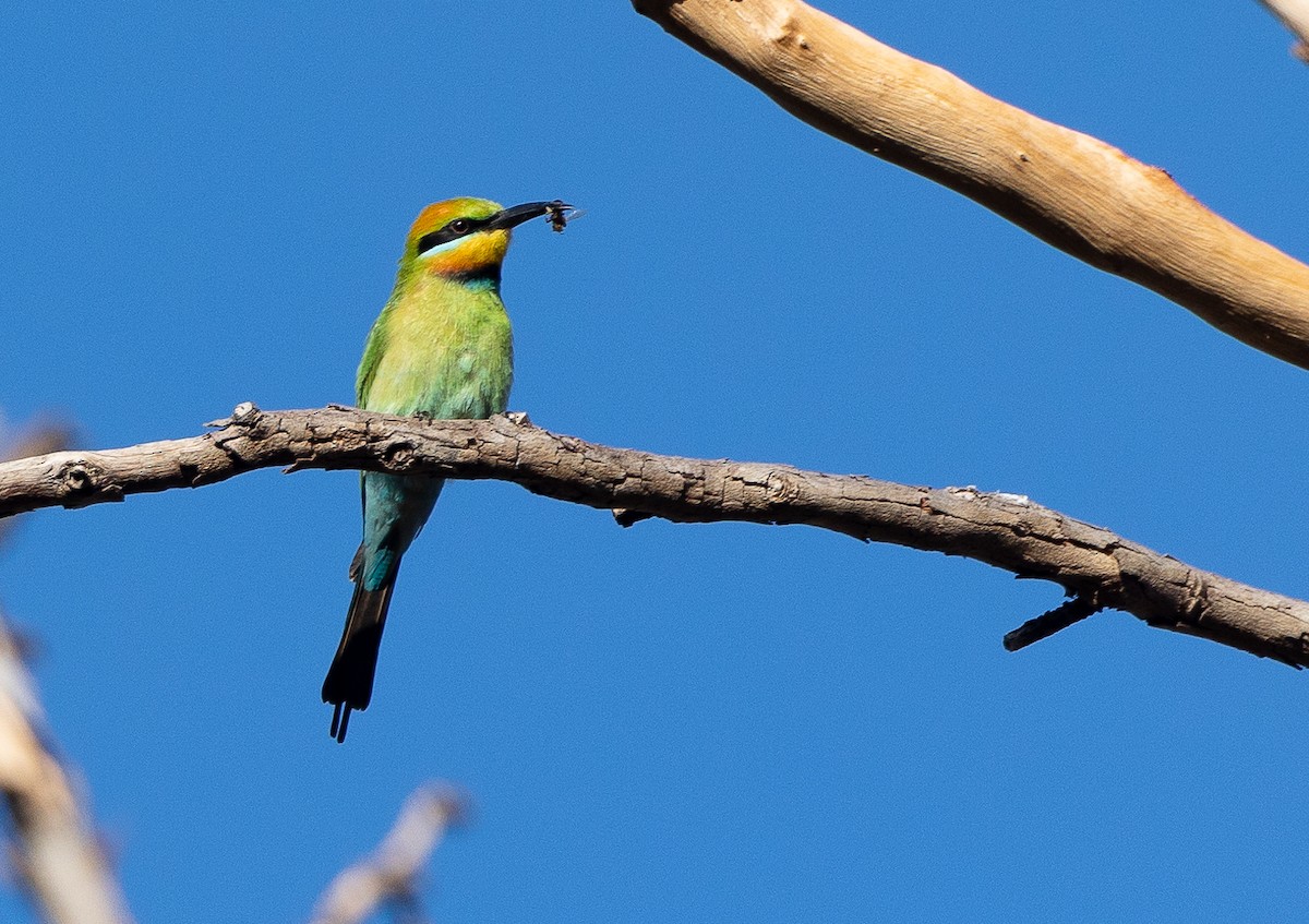 Rainbow Bee-eater - ML620853885