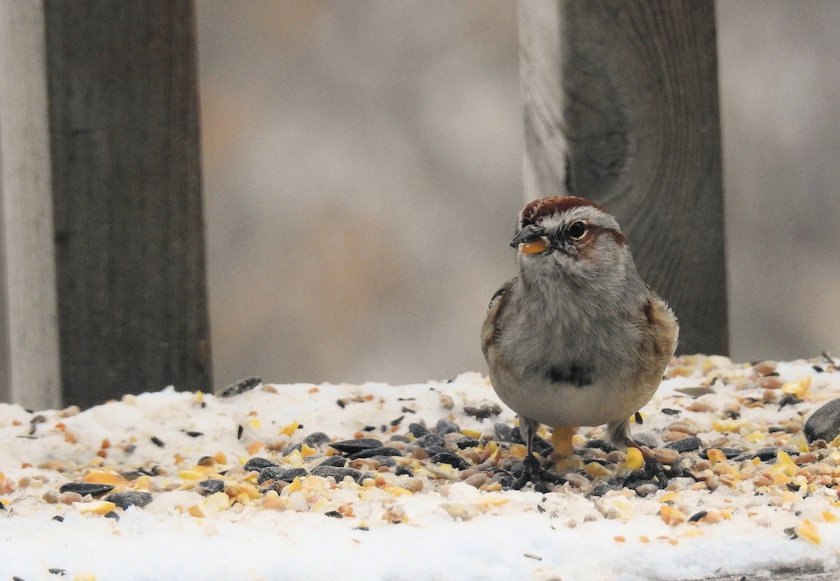 American Tree Sparrow - Bev Moses