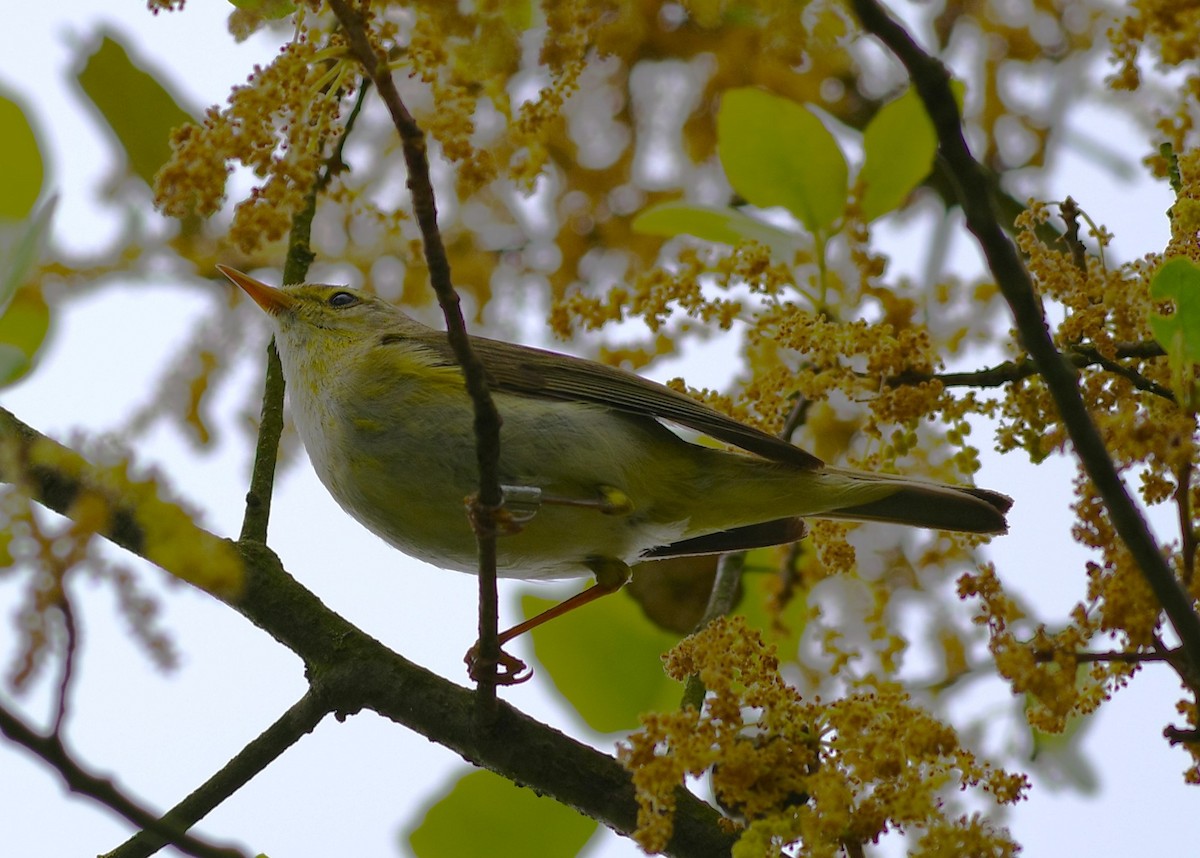 Iberian Chiffchaff - ML620853927