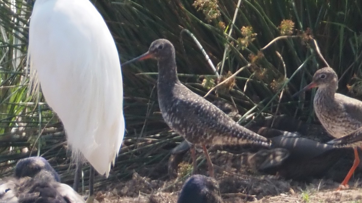 Spotted Redshank - ML620853951