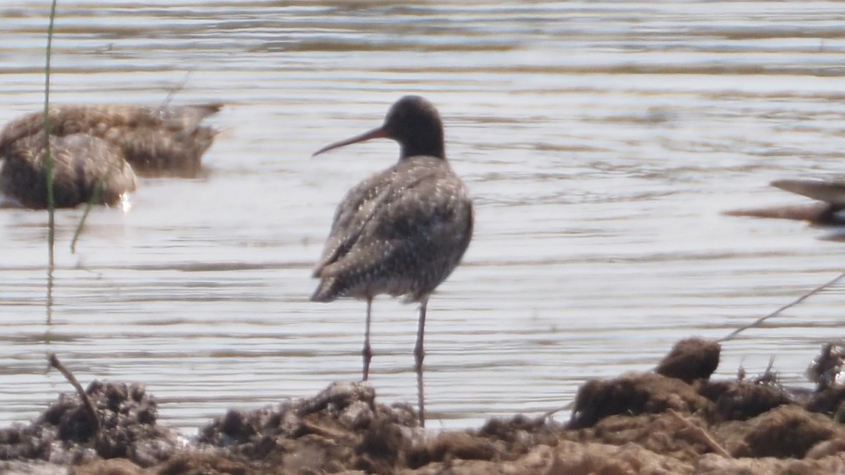 Spotted Redshank - ML620853952
