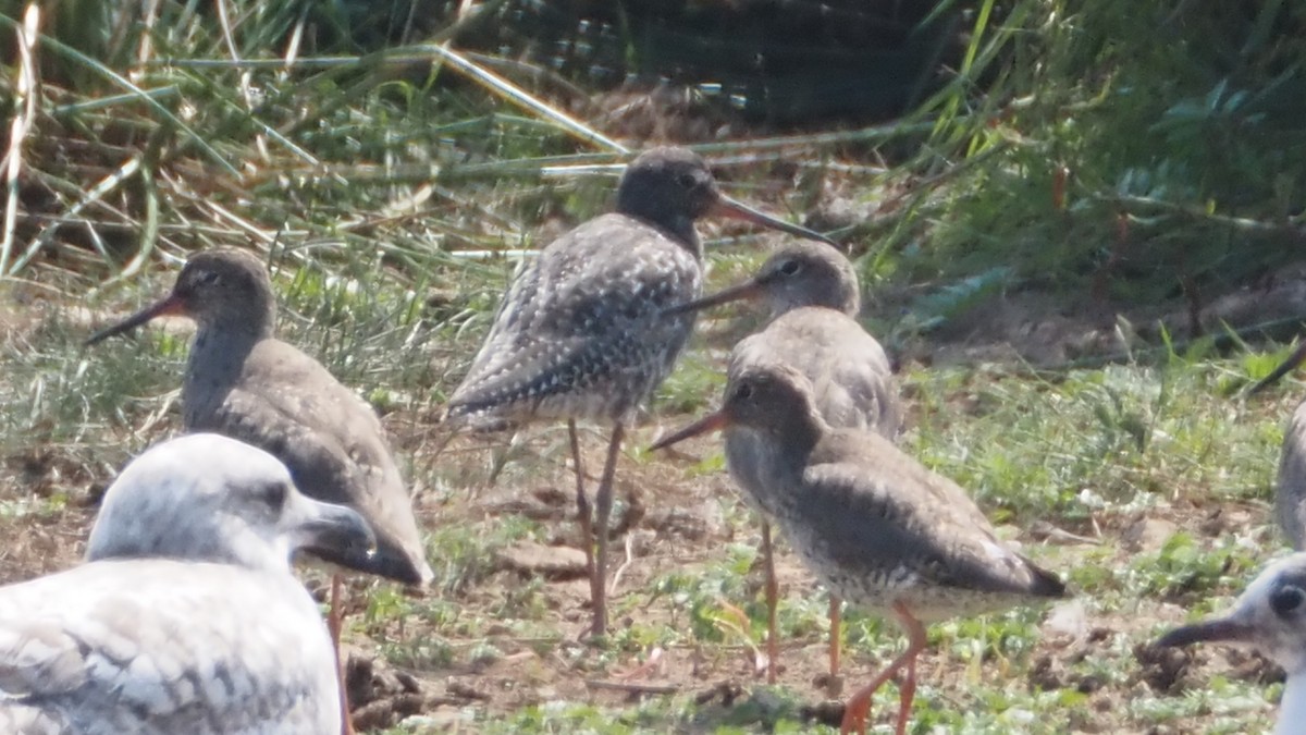 Spotted Redshank - ML620853954