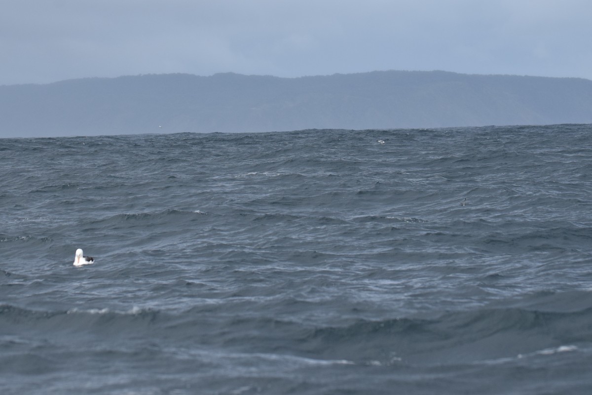 Gray-backed Storm-Petrel - ML620853967