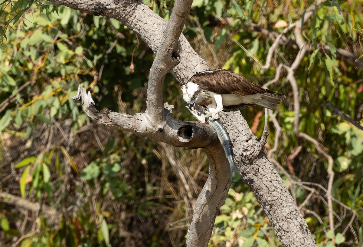 Osprey (Australasian) - ML620853972