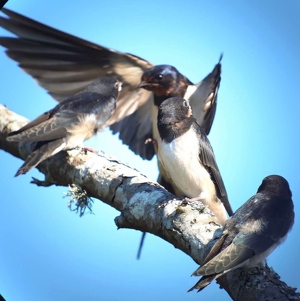 Barn Swallow - Peter Milinets-Raby