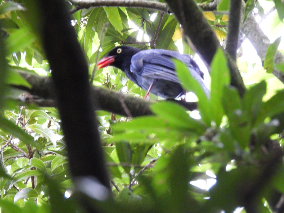 Taiwan Blue-Magpie - ML620854017