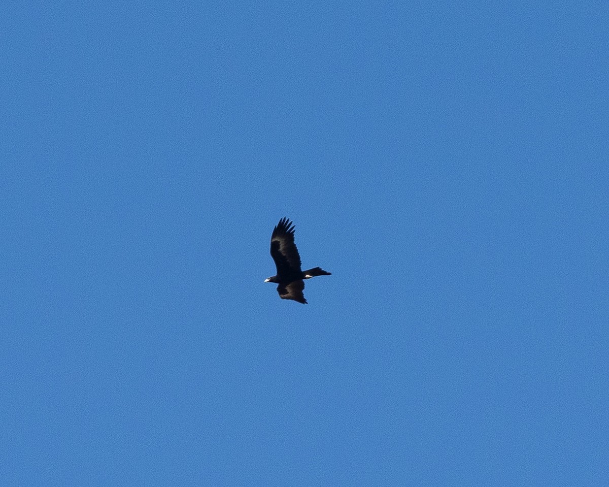 Wedge-tailed Eagle - ML620854034