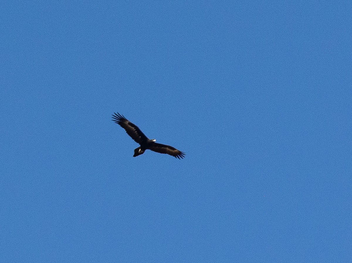 Wedge-tailed Eagle - ML620854035