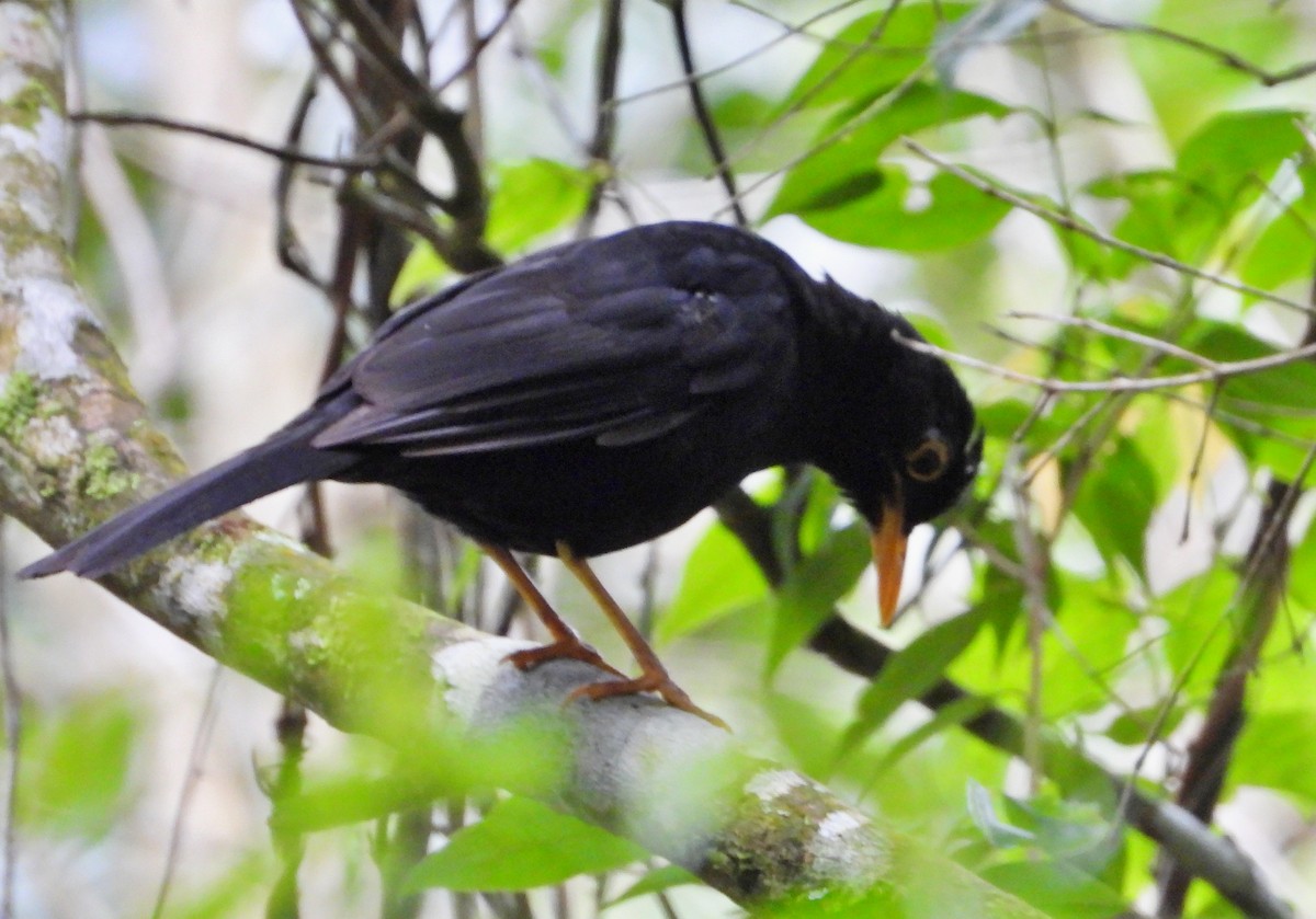 Glossy-black Thrush - ML620854100