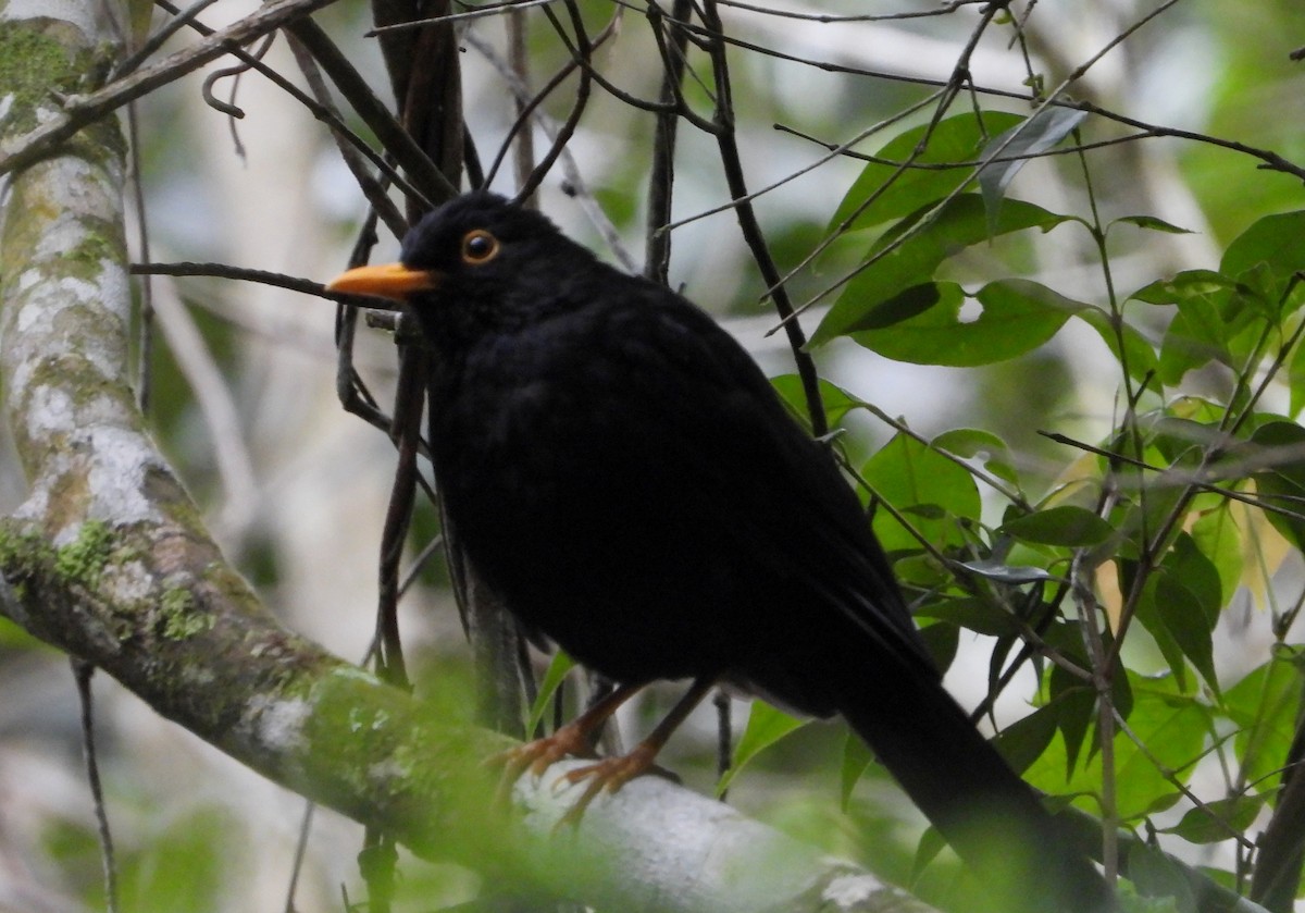 Glossy-black Thrush - ML620854101