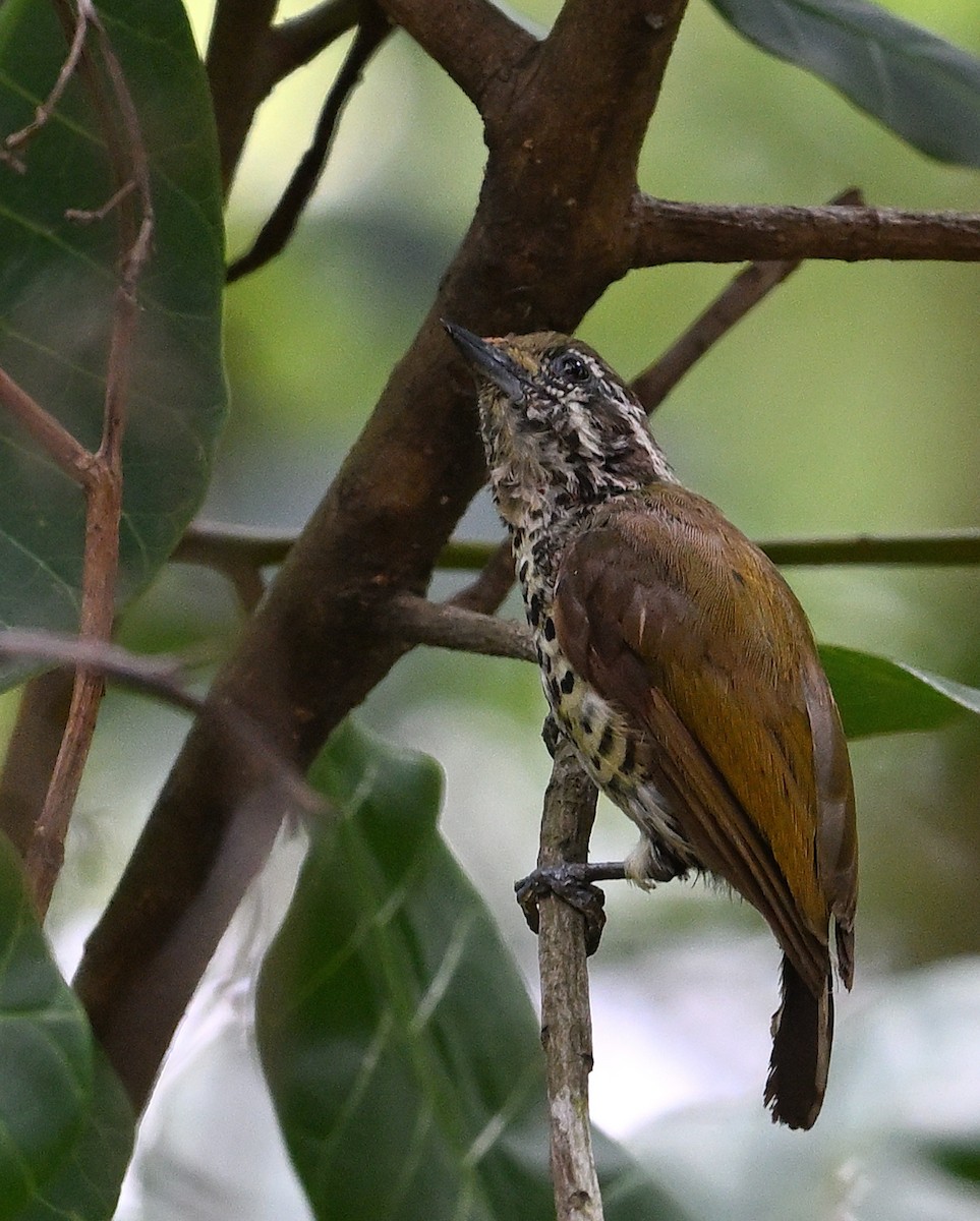 Speckled Piculet - ML620854102
