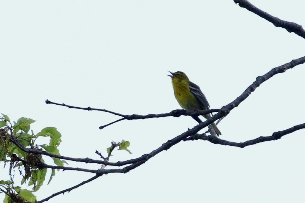 Pine Warbler - ML62085411