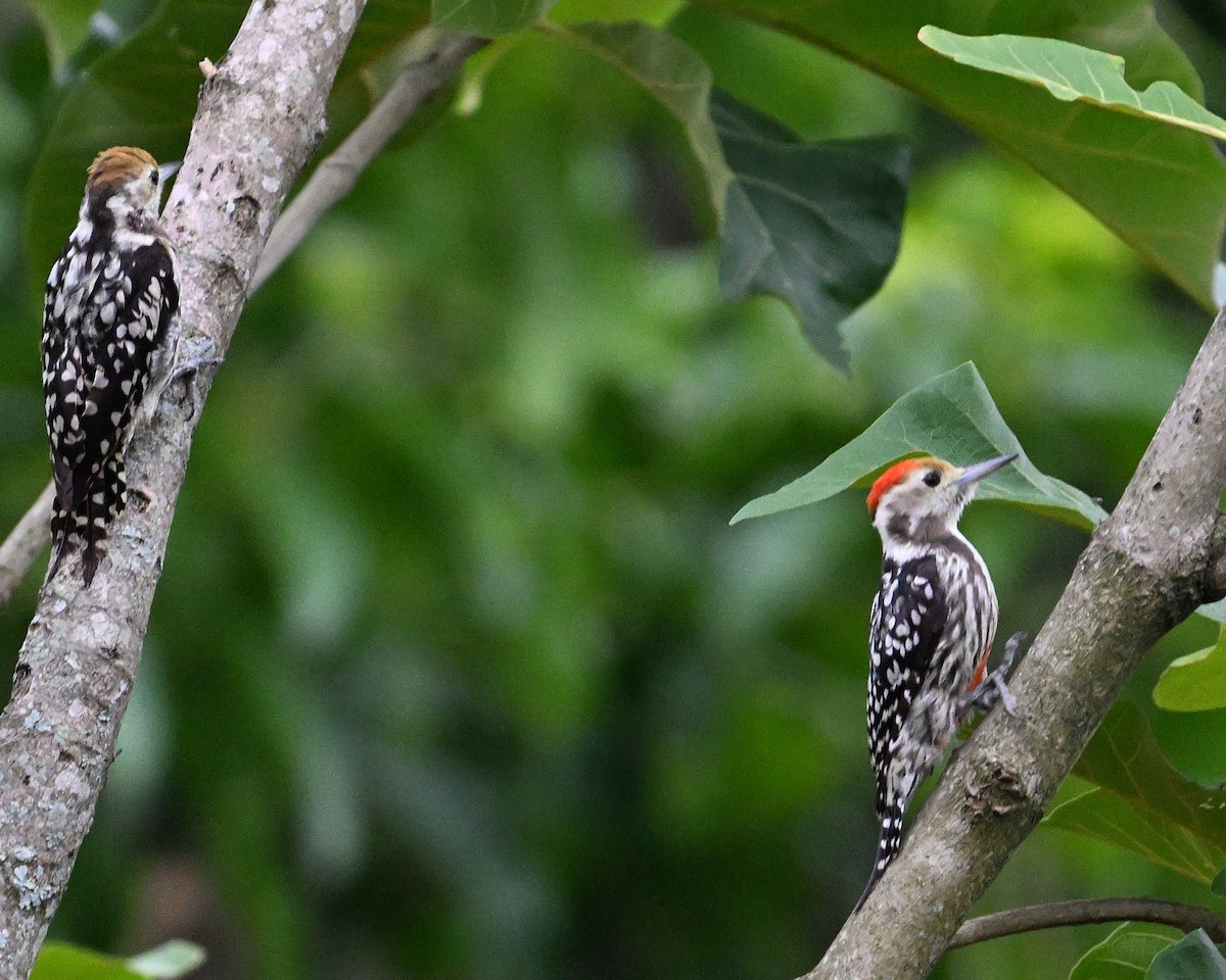 Yellow-crowned Woodpecker - ML620854115