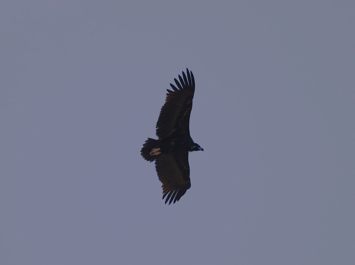 Cinereous Vulture - ML620854123
